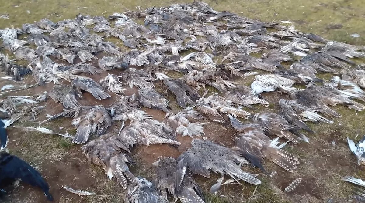 Raptor carcasses collected under unmitigated power poles in Mongolia