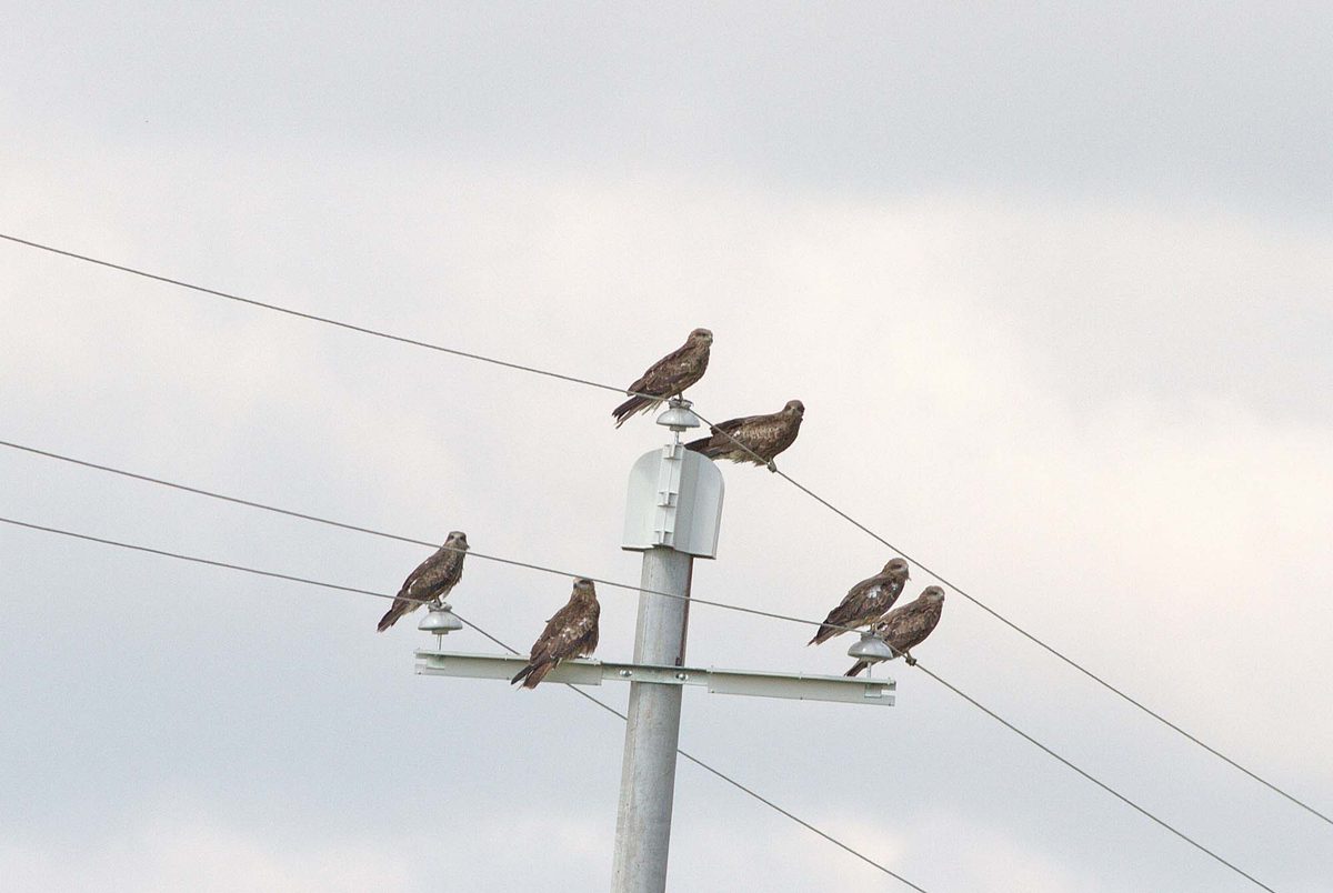 Black Kites perching safely on a fully mitigated pole