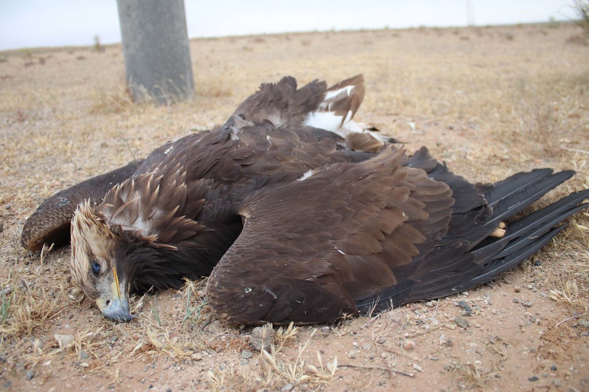 Golden Eagle electrocuted under a distribution pole