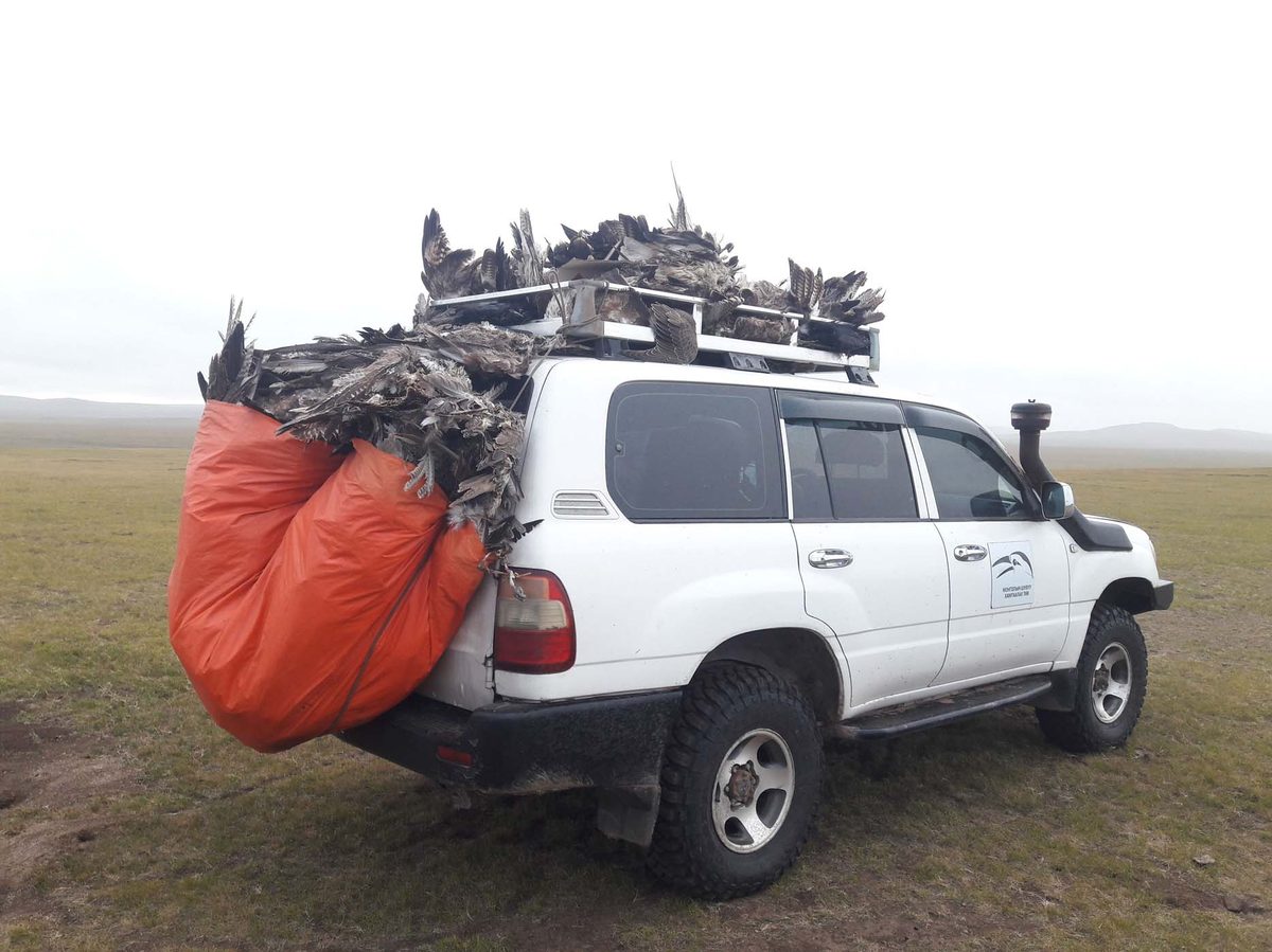 MBCC vehicle loaded with raptor carcasses